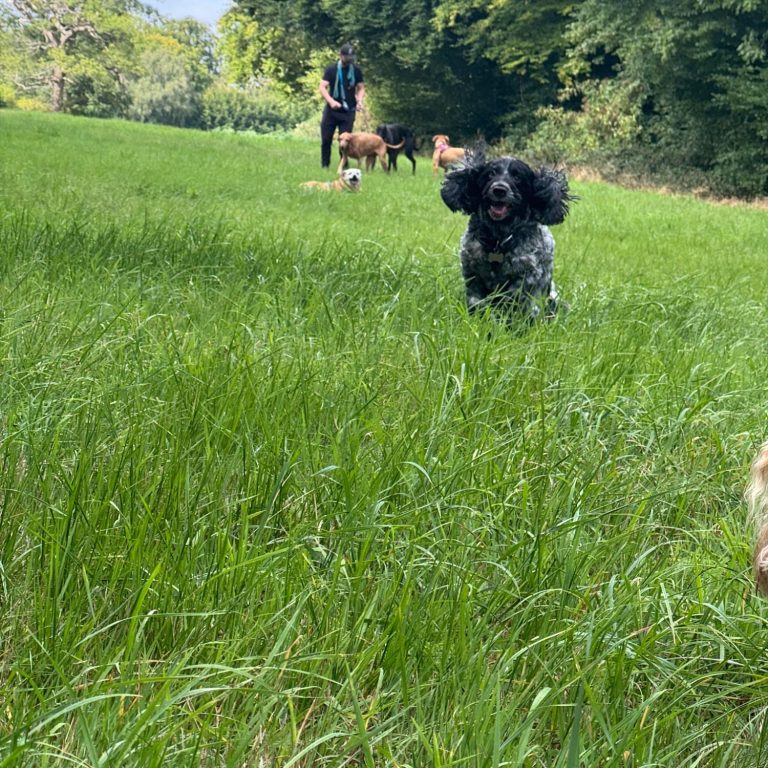 A black and white dog in grass with other dogs and a person in the background.