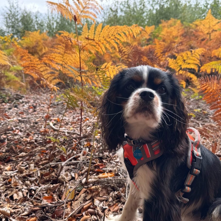 A dog stands amidst autumn foliage with orange ferns in the background.