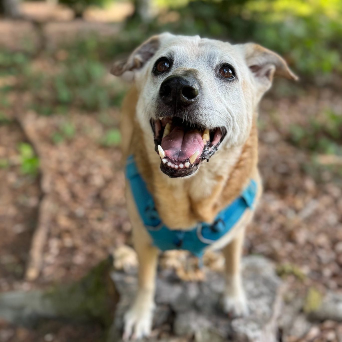 Happy dog with a blue harness, standing on a log in a natural setting.