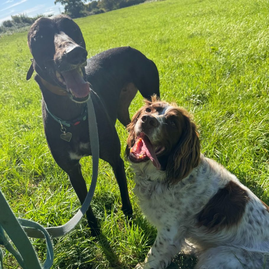 Two dogs in a grassy field, one black and the other brown and white, both appear happy.