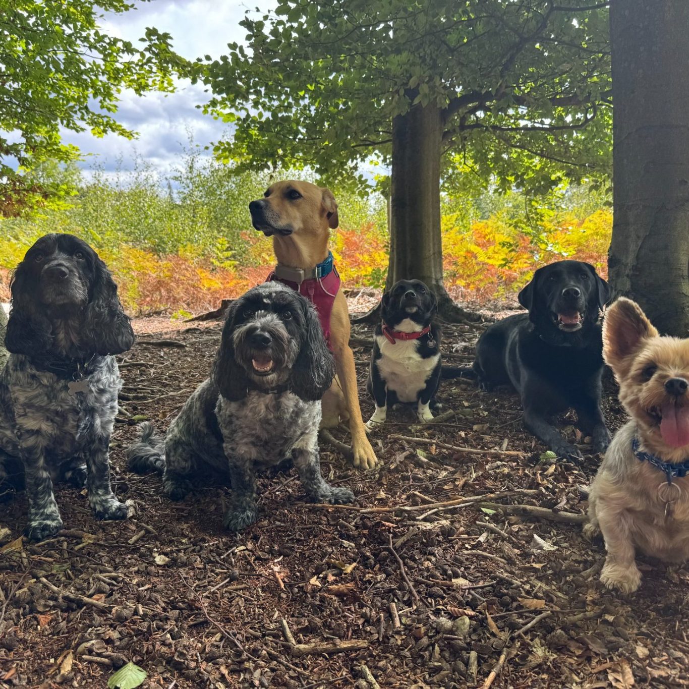 A group of seven dogs of various breeds sitting together in a wooded area.
