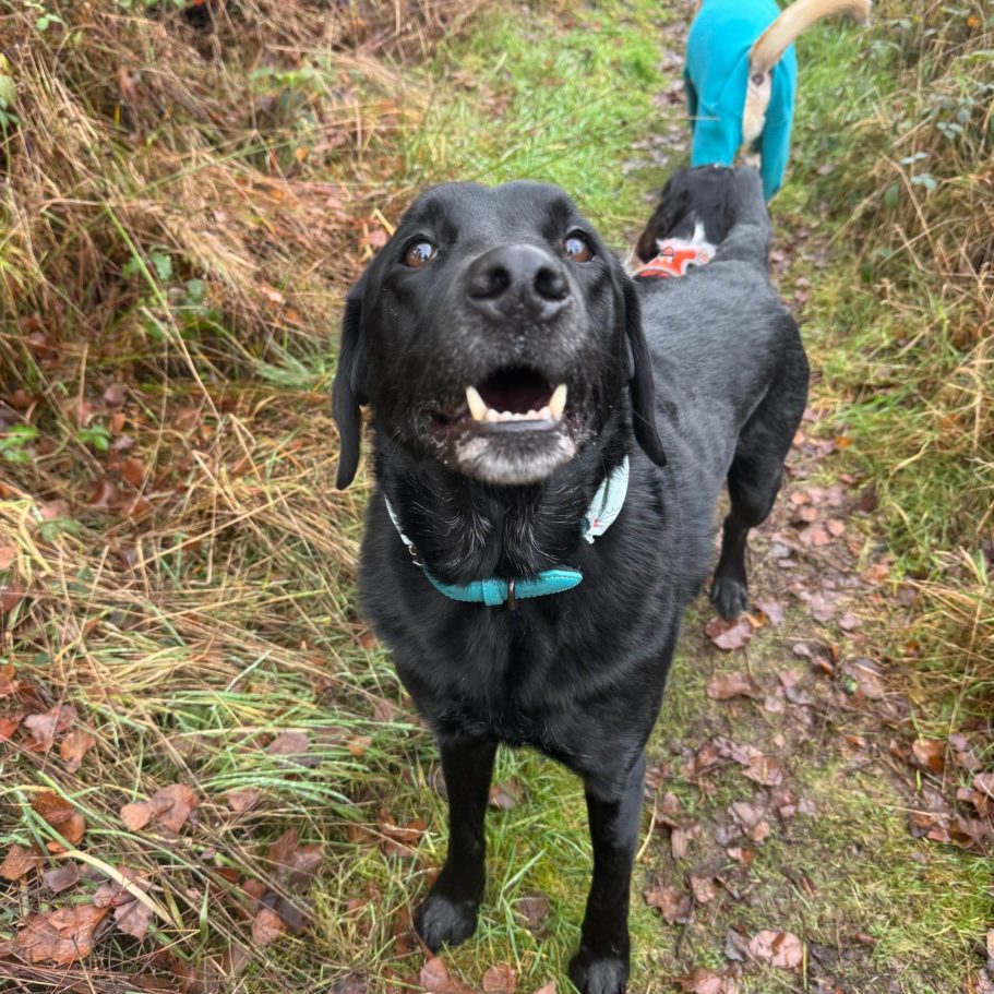 A black dog smiling on a trail, with another dog in the background.
