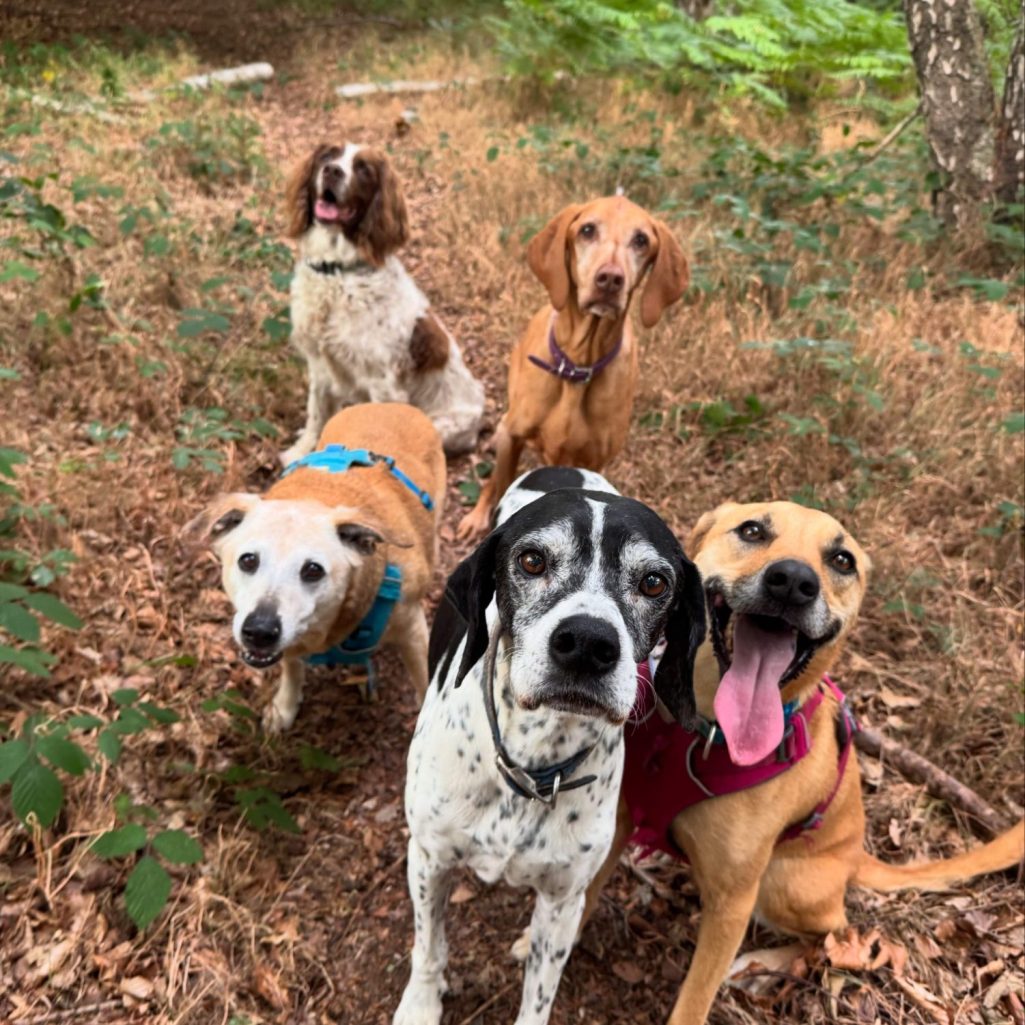 5 dogs on a group walk