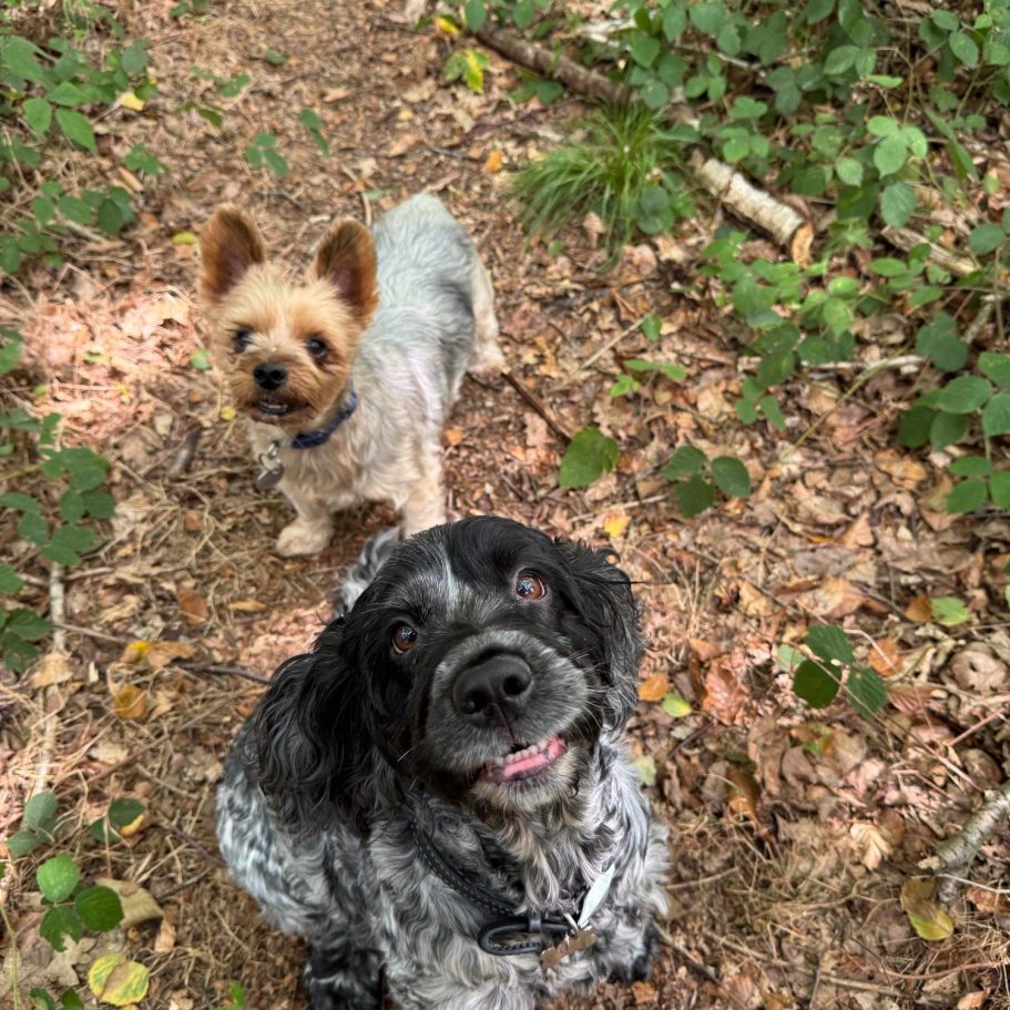 Two dogs in a forest setting, one small and a light brown, the other medium-sized and black.